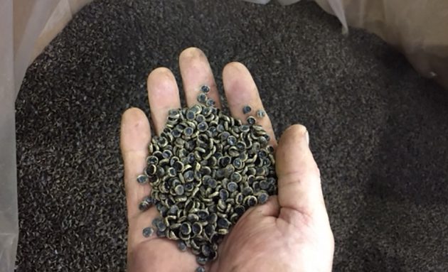 Lignin pellets can be an bio-alternative to plastic - Pulp and Paper