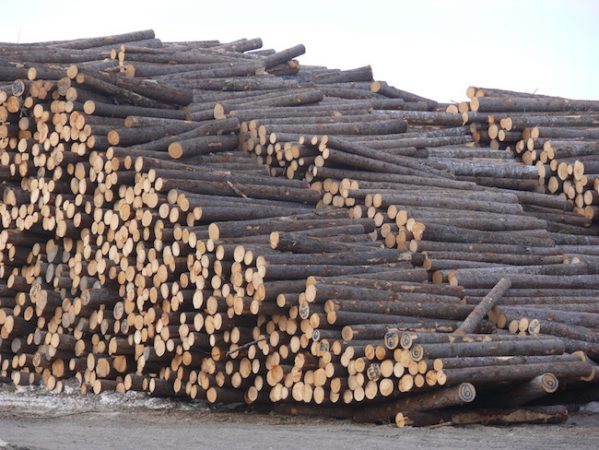 N S Establishes 10M Forestry Innovation Rebate Program Pulp And 